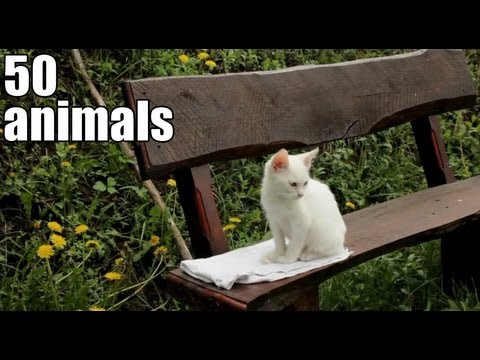 50 animals