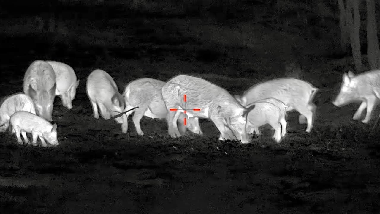 500 HOGS 20 MINUTES | Best of YouTube