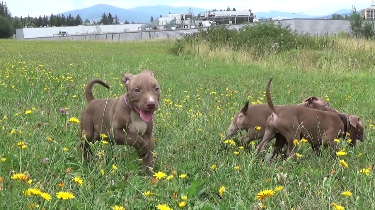 59 days puppies APBT of JL's kennel from Slovakia 22. 7. 2018 - 4K UltraHD Quality
