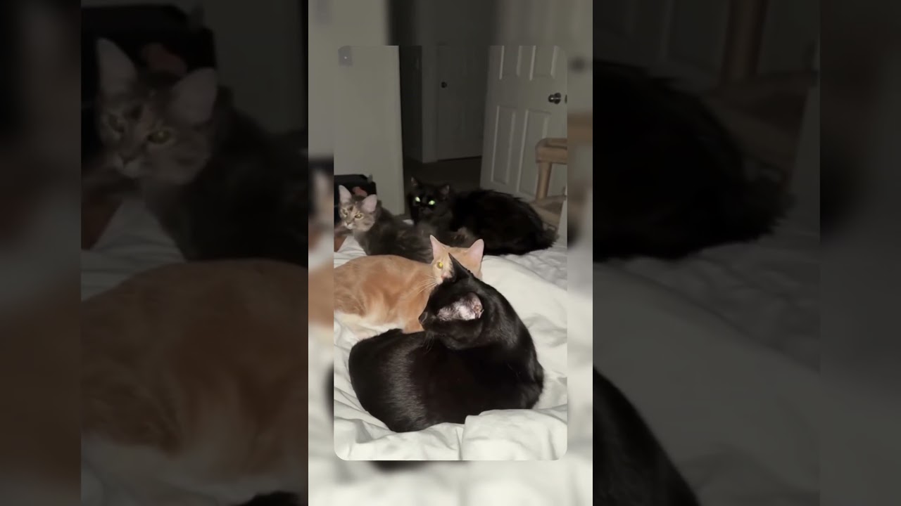 5AM? More like feline o'clock. 🐱⏰😴 #CatTakeover #SleepIsCancelled #MorningMeow