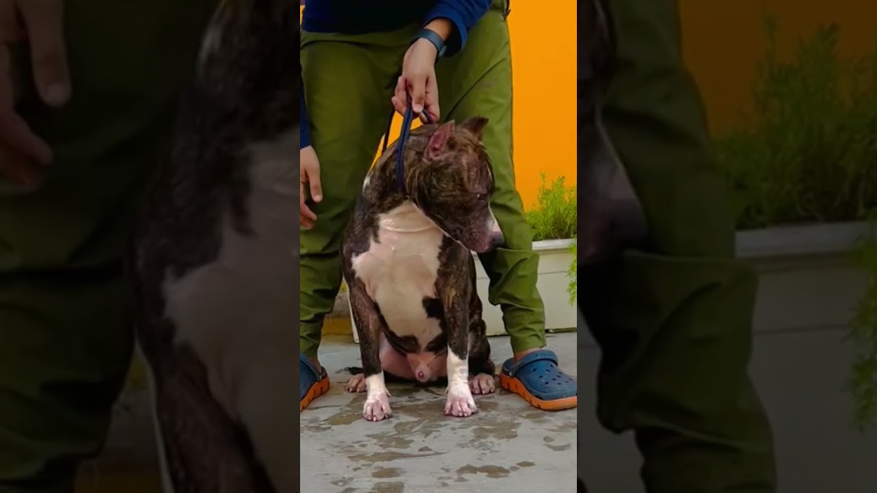 6 month old Amstaff male puppy #shakshikennel
