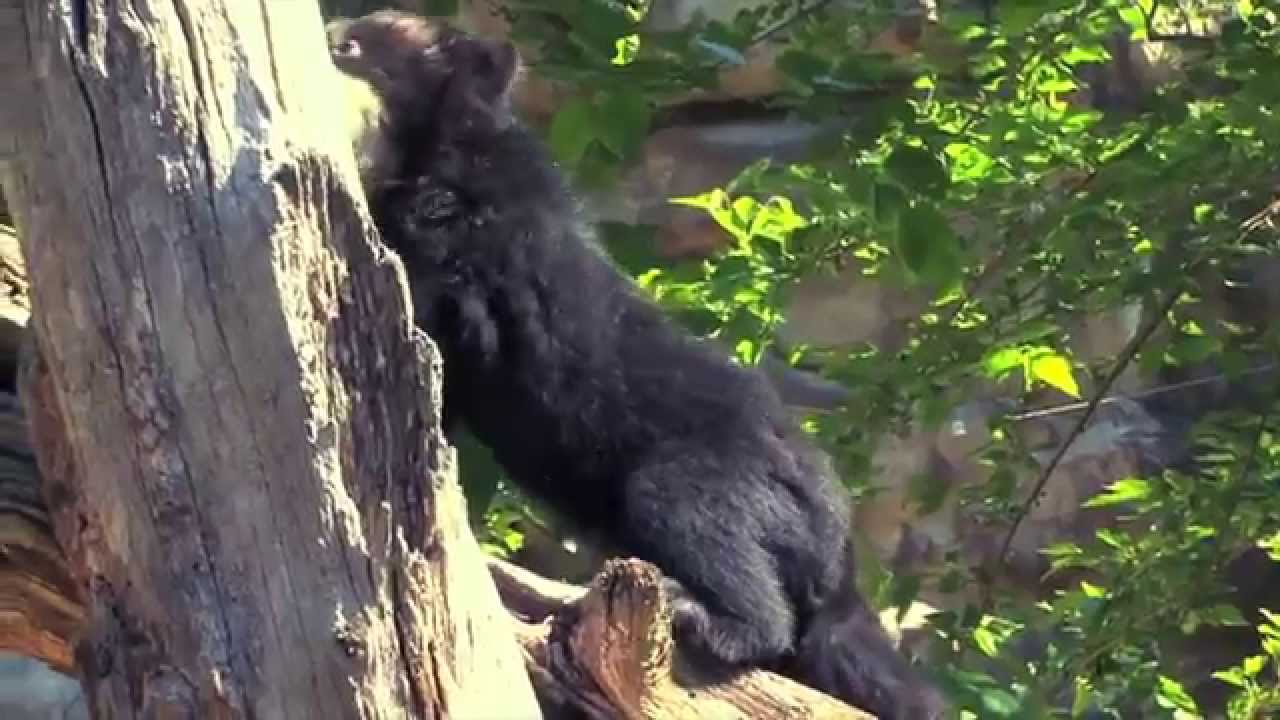6 Things You Probably Didn’t Know About Andean Bears