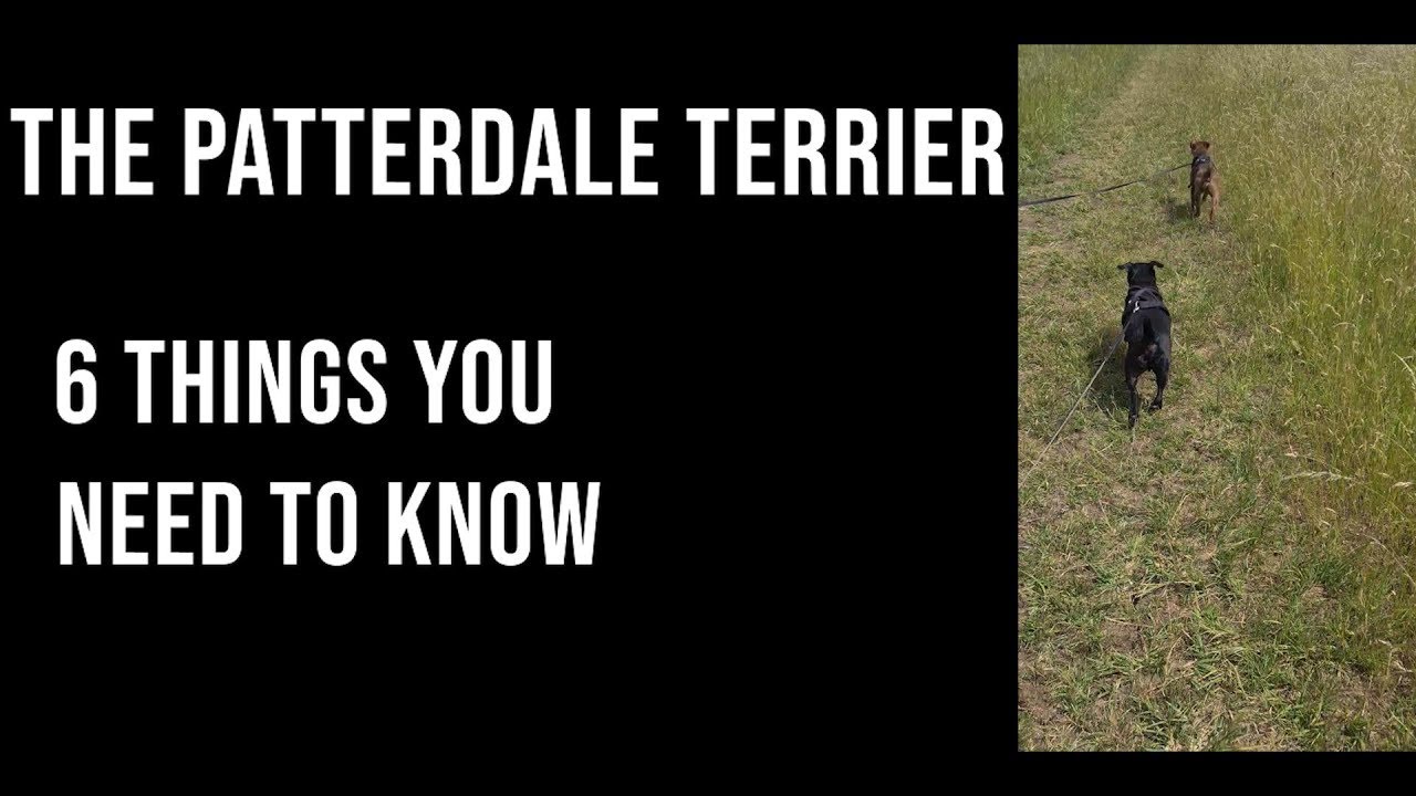 6 Things you Should Know About Patterdale Terriers
