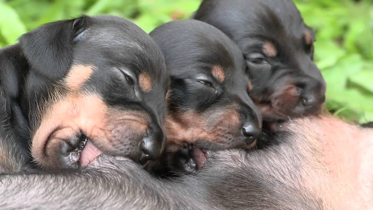6 Tiny Dachshund Pups Nursing—Cutest Sounds Ever!