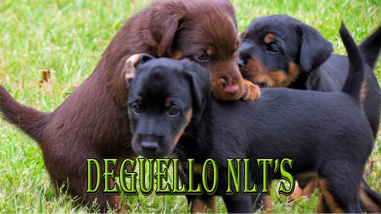 6 week old German Jagdterrier sound sensitivity test