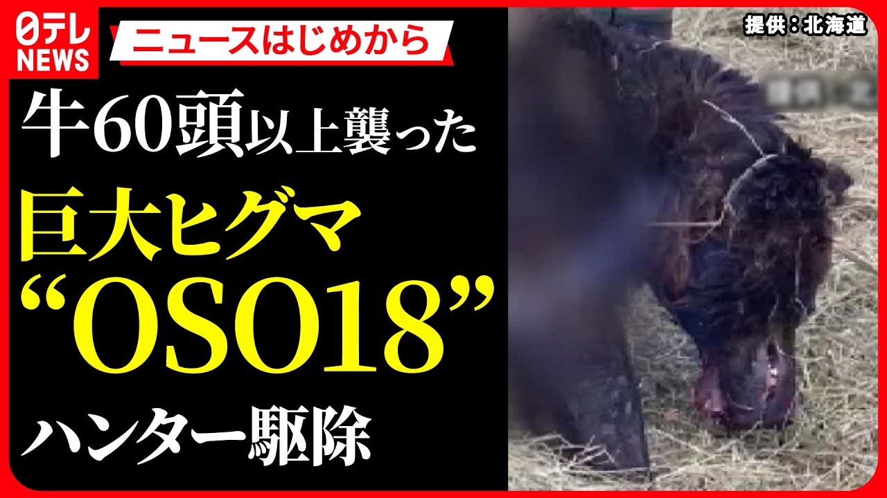 【クマに関するニュース】牛60頭以上襲った巨大ヒグマ「OSO18」　釧路の牧場で7月に駆除されていた… / 2階の窓で“中ぶらりん”のクマ…「行くか戻るか」決断は？　アメリカ　など