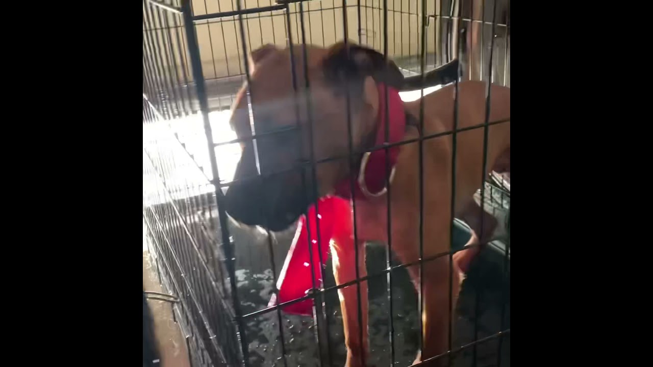 6months old Apbt game  bred bulldog