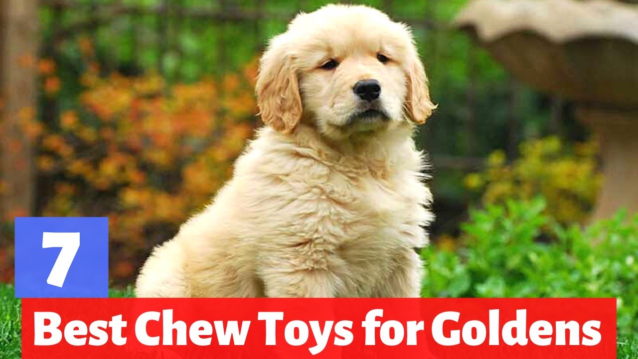 7 Best Chew Toys for Golden Retrievers | Which one is Fit for you?