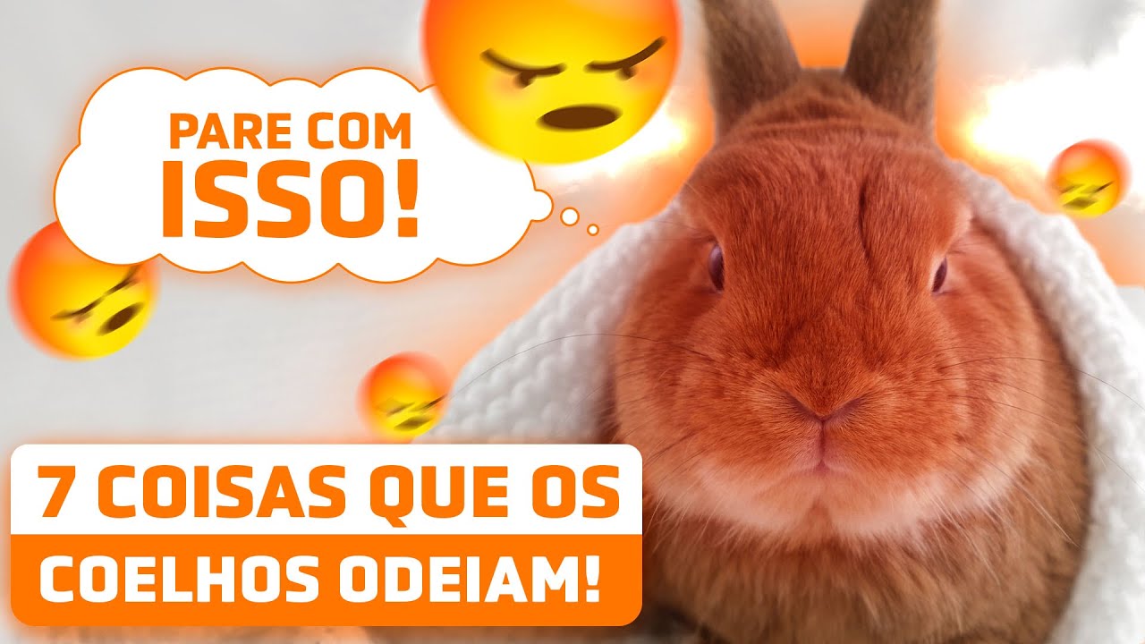 7 COISAS QUE OS COELHOS ODEIAM (que fazemos sem pensar)