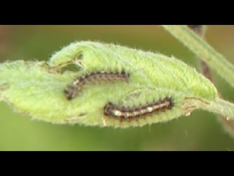【大発生の兆候か】“マイマイガの幼虫”うようよ…公園の遊具や樹木で相次いで目撃される＿「毒」によるかぶれに注意『ガ』になる前の7月上旬までに駆除を！「殺虫剤噴霧器」を無料貸し出しする自治体も〈北海道〉