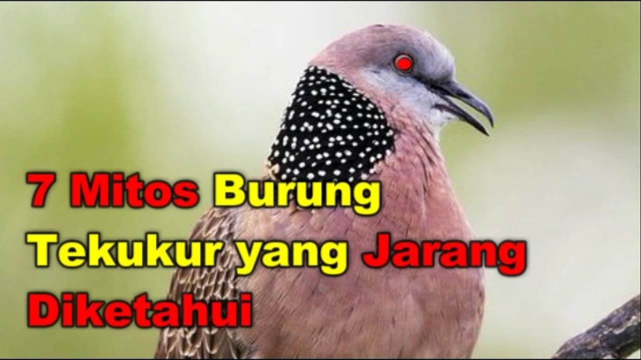 7 Mitos Burung Tekukur yang Jarang Diketahui