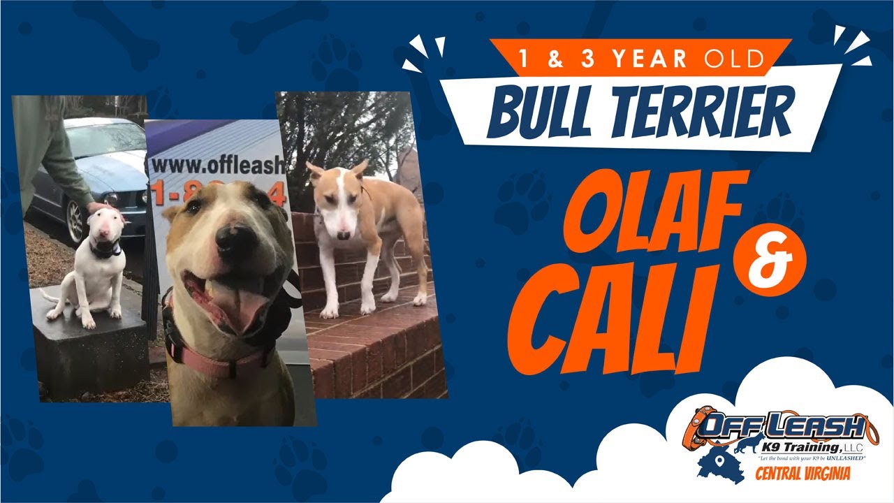 7 Mo. Old Bull Terrier (OLAF) 3 Yr. old Bull Terrier (CALI) Best Dog Trainers in Fredericksburg