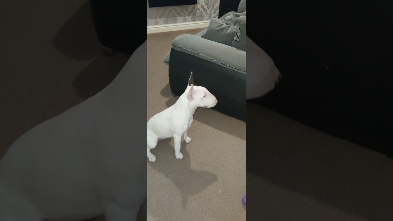 7 month old english bullterrier (Bella the bully)