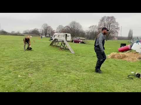 7 month old jagdterrier long send. (Apex K9 UK)