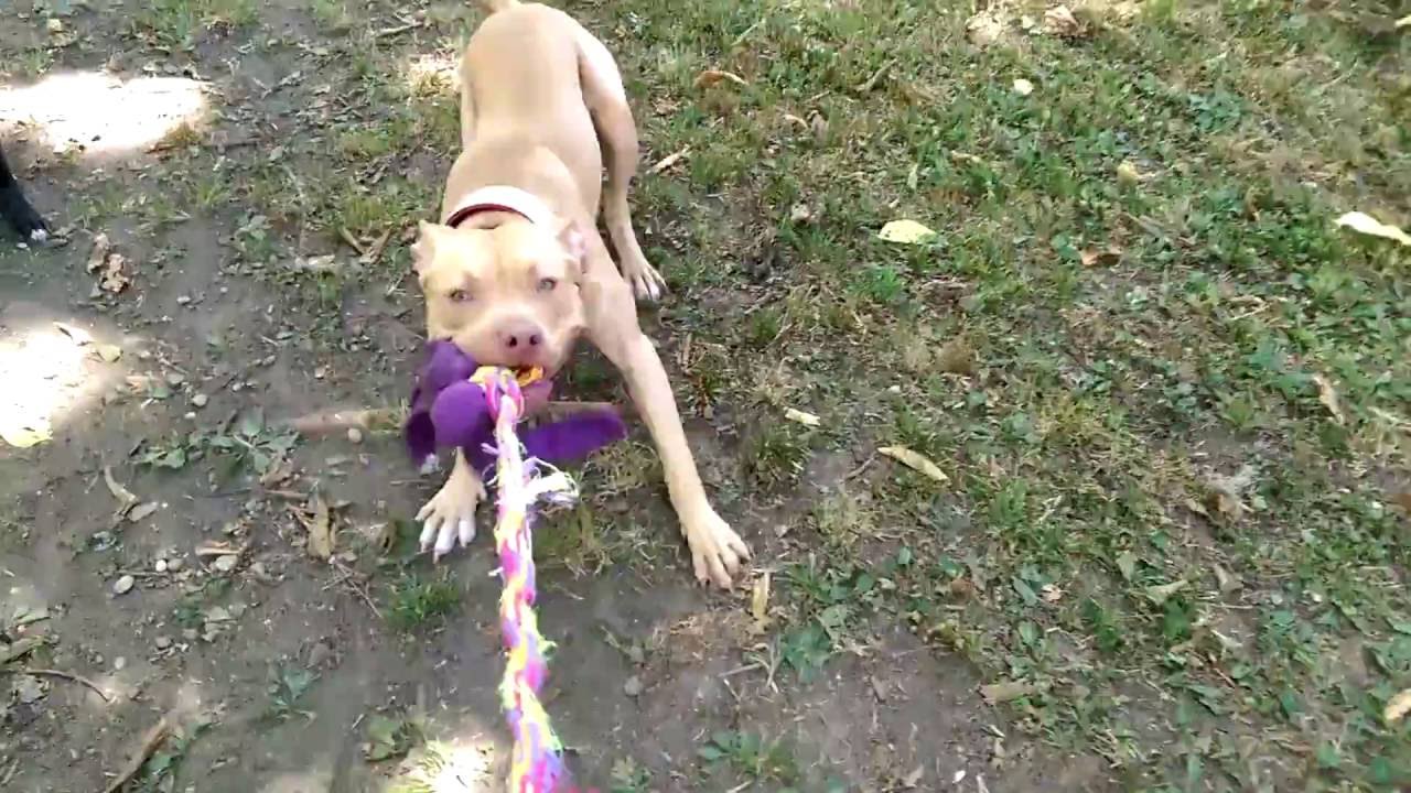 7 MONTHS APBT WORKING ON DRIVE AND PLAY TURTLEBUSTER / CHINAMAN / SPIKE / RED DOG