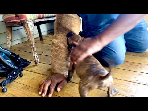 7 week old puppy APBT retrieving scented ball & do protection work.