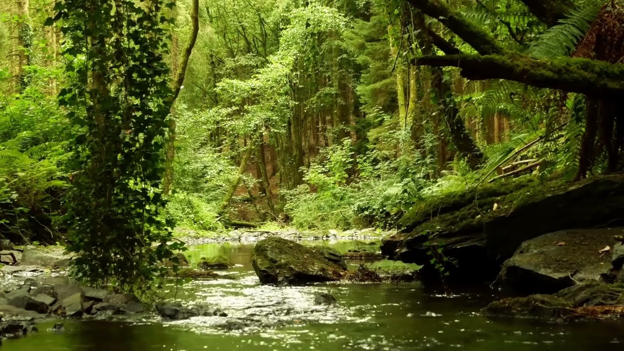 8 HOURS OF RELAXING NATURE SOUNDS AND GENTLE BIRDSONG