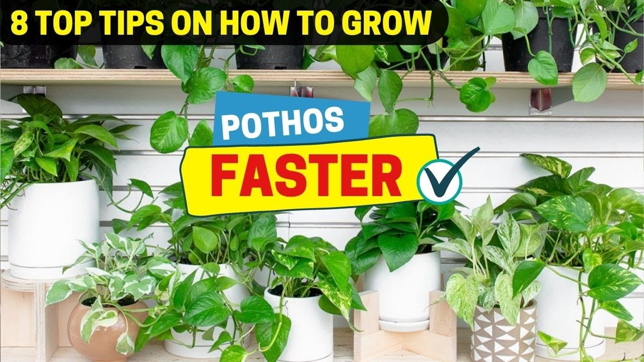 8 Top Tips on How to Grow Pothos Faster