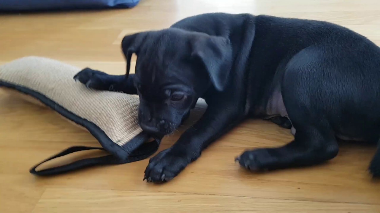 8 week PATTERDALE pup CUTE tug FIGHT - WAR - Estacado - Spyker - BSL - By Spartan Law