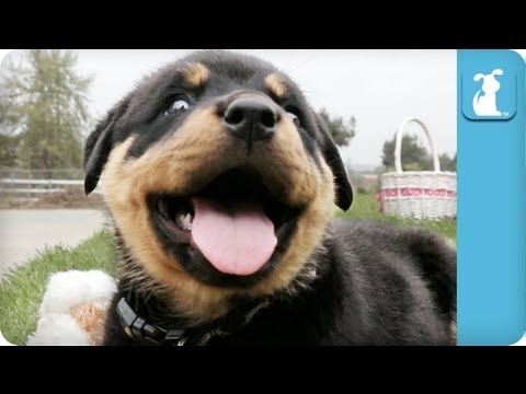 80 Seconds of Ridiculous Rottweiler Puppies