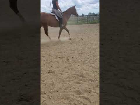 8.2 - Rachel Hollon w/ Jazzie Rumor - WT Equitation