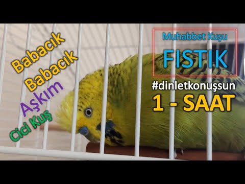 #9 BABACIK AŞKIM CiCi KUŞ 1 SAAT | Konuşan Muhabbet Kuşu Fıstık dinlet konuşsun