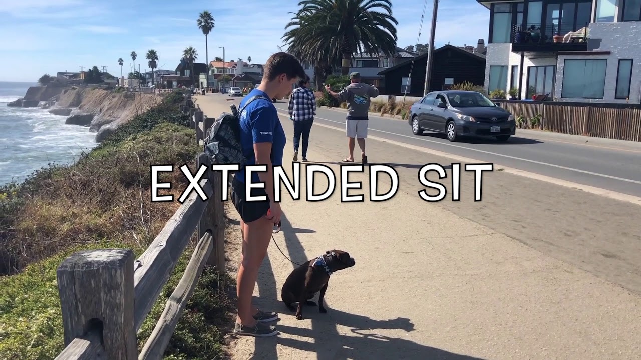 9 year old patterdale terrier, Fenway! Central Coast: Off-Leash K9 Training