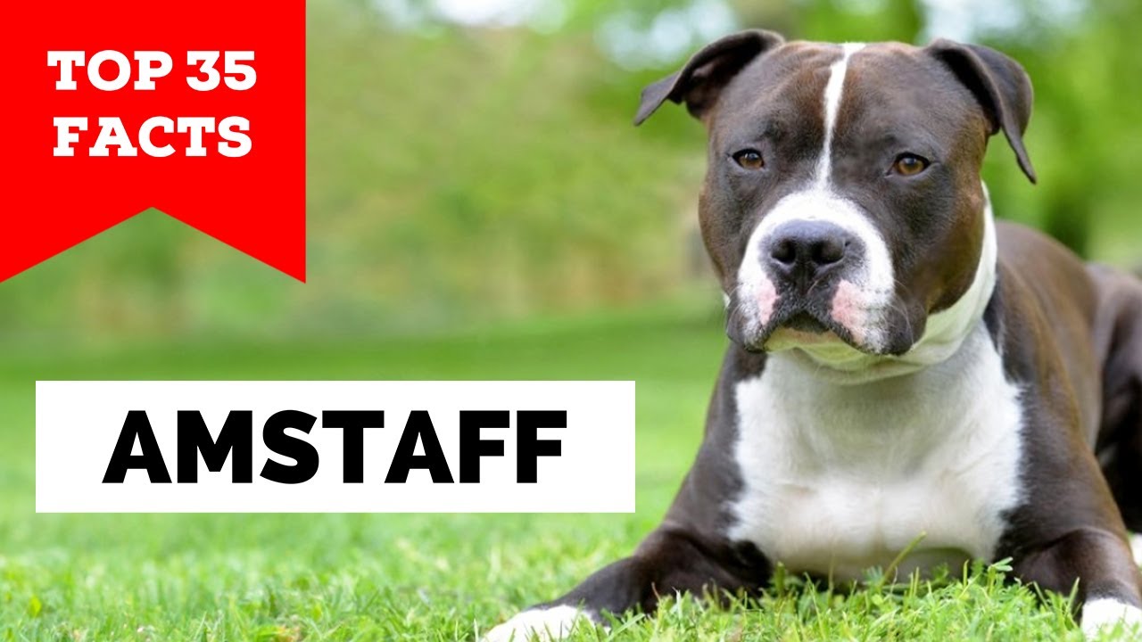 99% of AmStaff Owners Don't Know This