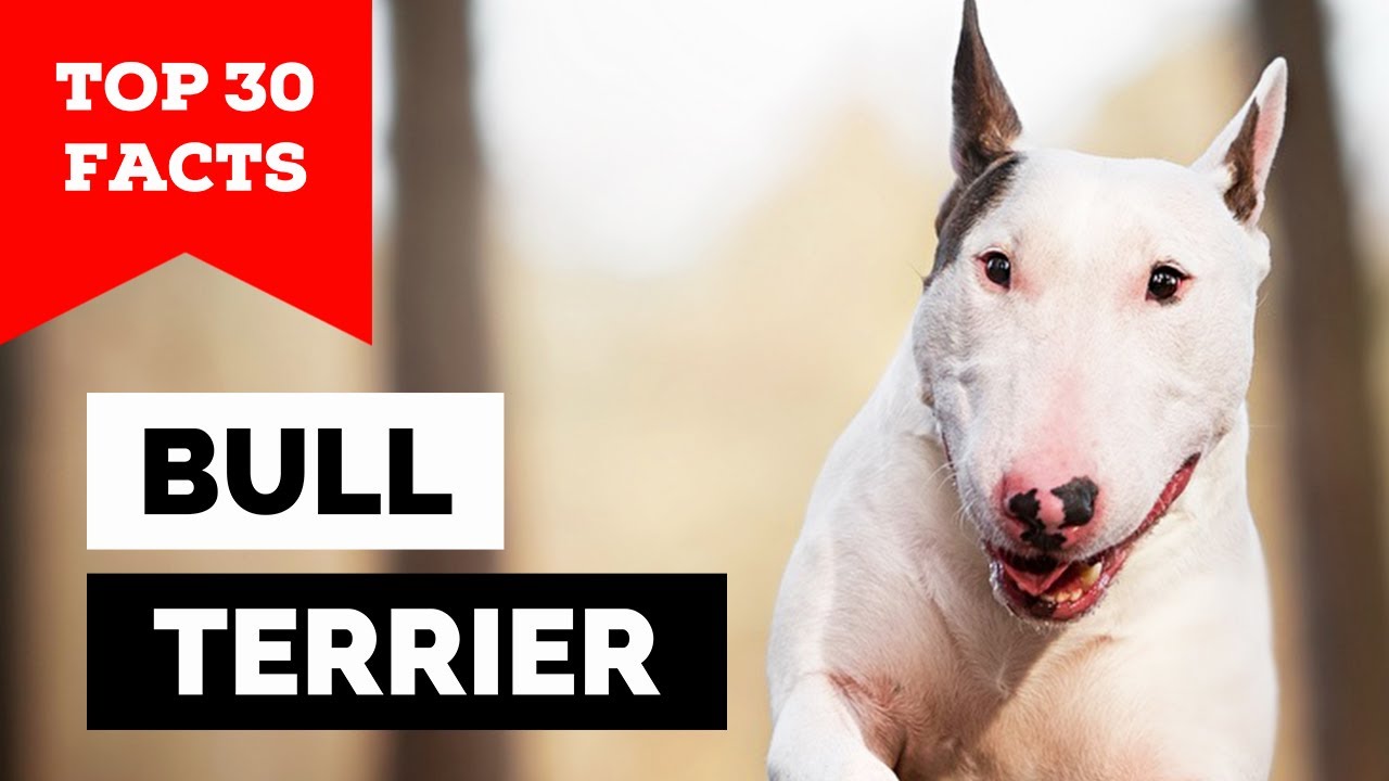 99% of Bull Terrier Dog Owners Don't Know This