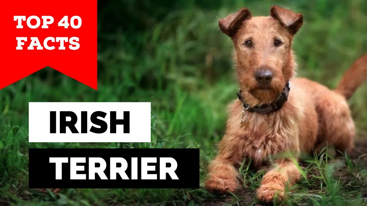 99% of Irish Terrier Owners Don't Know This