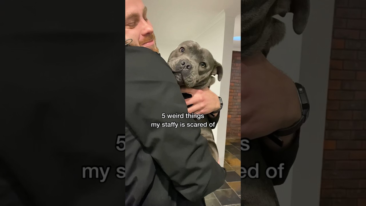A big tough scary dog my 🍑 #bluestaffy #staffy #dog #baby