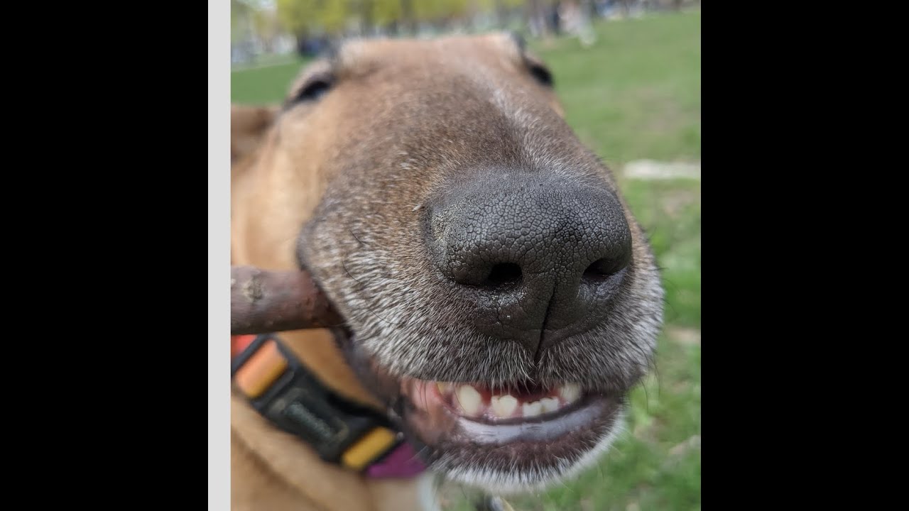 A Bull Terrier and her BIG stick