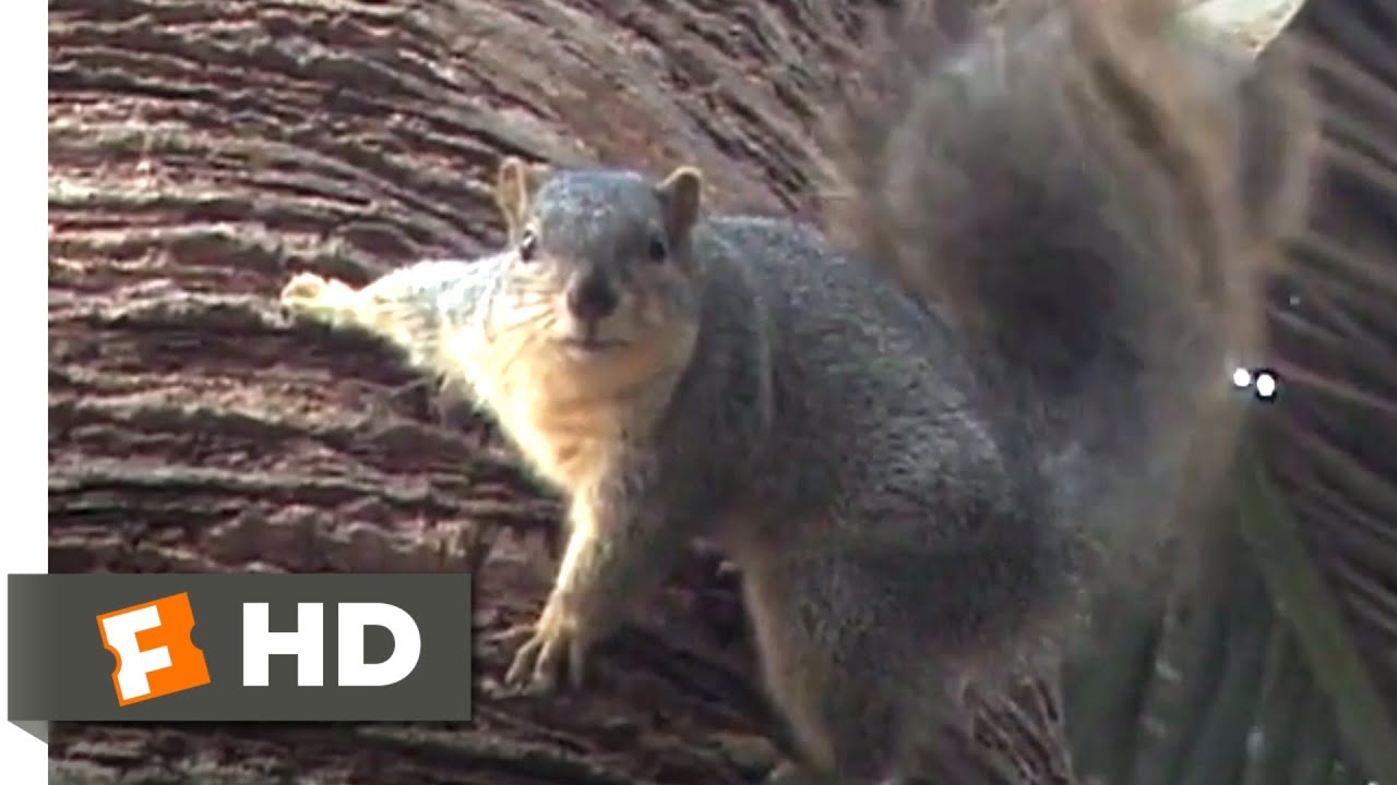 A Cat's Tale (2008) - Home is Where the Heart Is Scene (9/10) | Movieclips