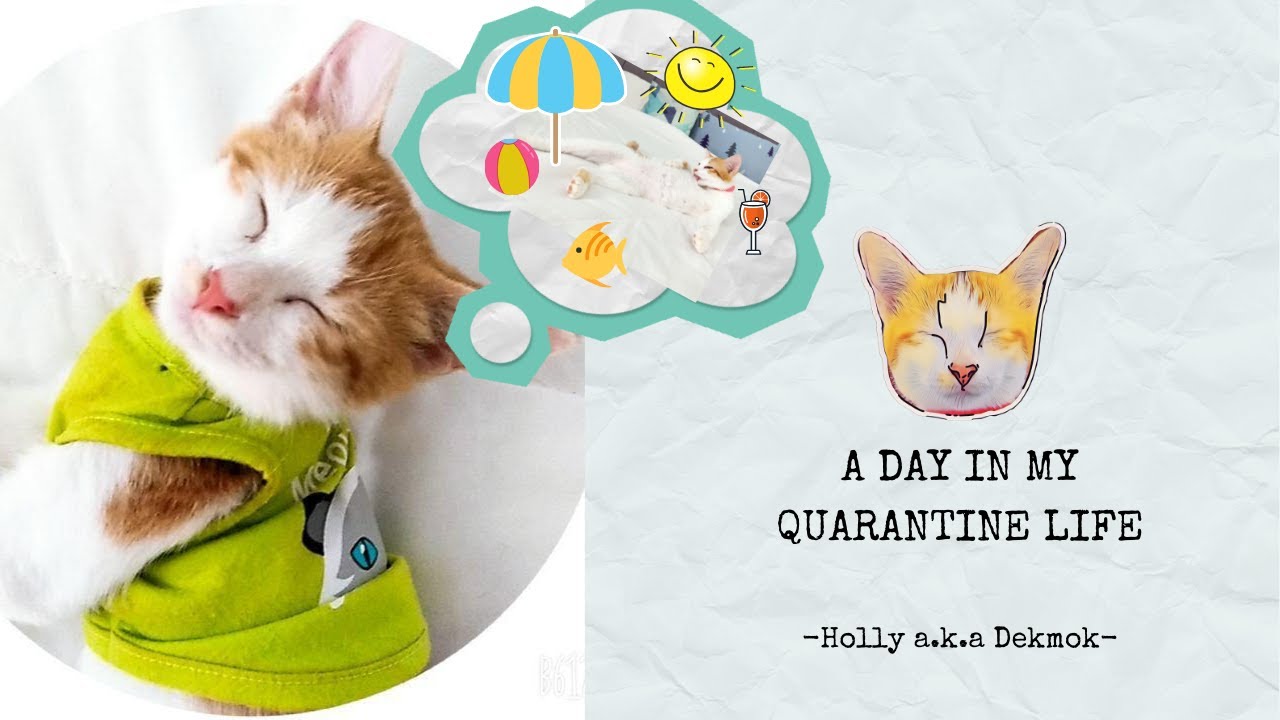 A DAY IN AN ADORABLE KITTEN'S LIFE | by Dekmok | Bubblecats Squad