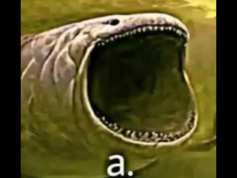 a. diyen köpek balığı