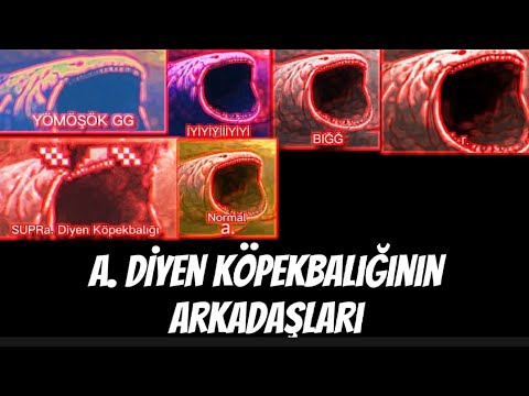 a. Diyen Köpekbalığı'nın Arkadaşları !!