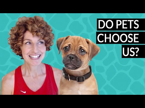 A Dog's Purpose: Why Your Pet Chose You | Animal Communicator Danielle MacKinnon
