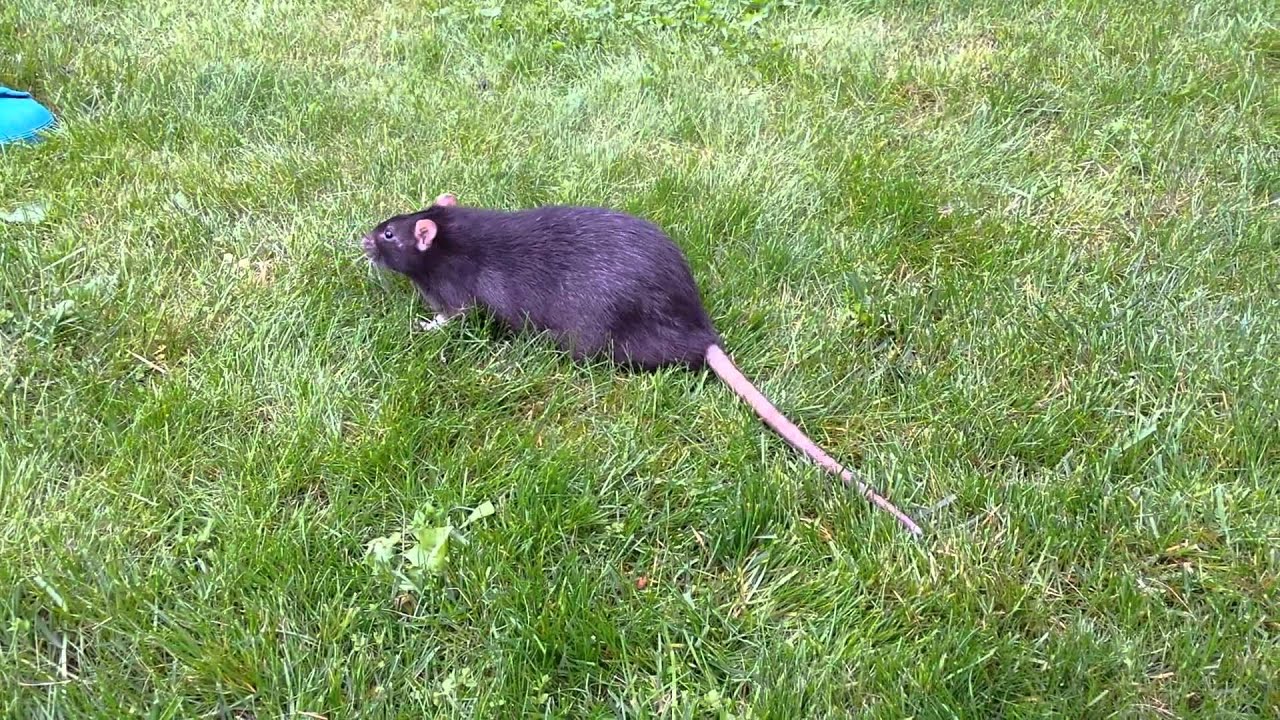 A fat rat on the grass