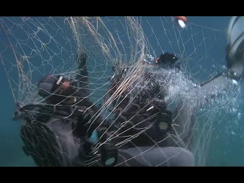 A female and a male diver get attacked.... by a net!