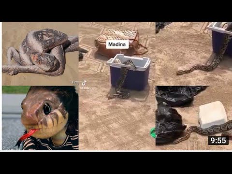 A Ghanaian lady turns into a Snake 🐍  after Receiving money from a stranger