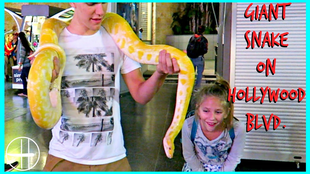 A Giant Snake on Hollywood Boulevard and Superheroes too! L.A. Adventure hopes vlogs