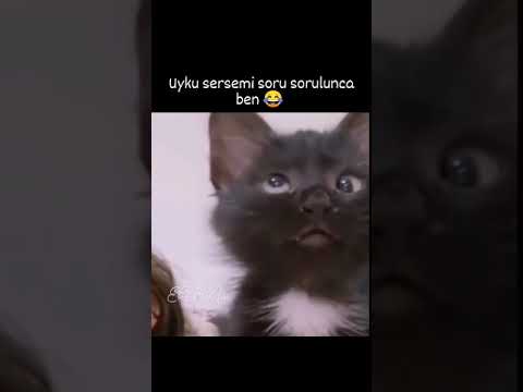 şaşı kedi (uyku sersemi komik kedi videosu 😂)