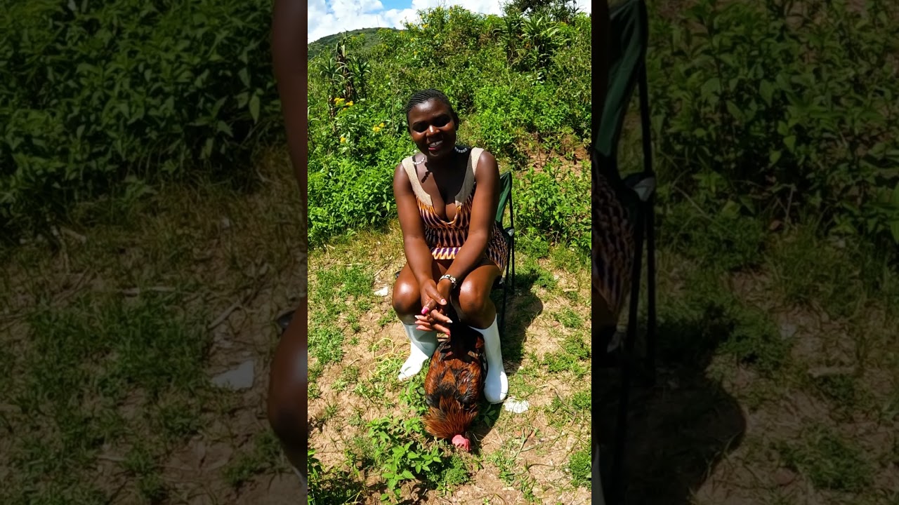 A LADY SLAUGHTERING BIG ROOSTER FOR FOOD #butcher #village #wildlife #shortvideo #farming #chicken