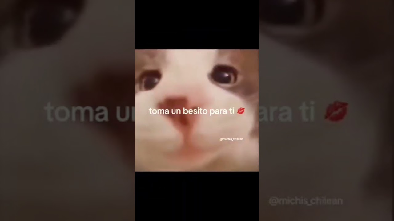 A little kiss | #jumpscare #kiss #cat #viral #trending