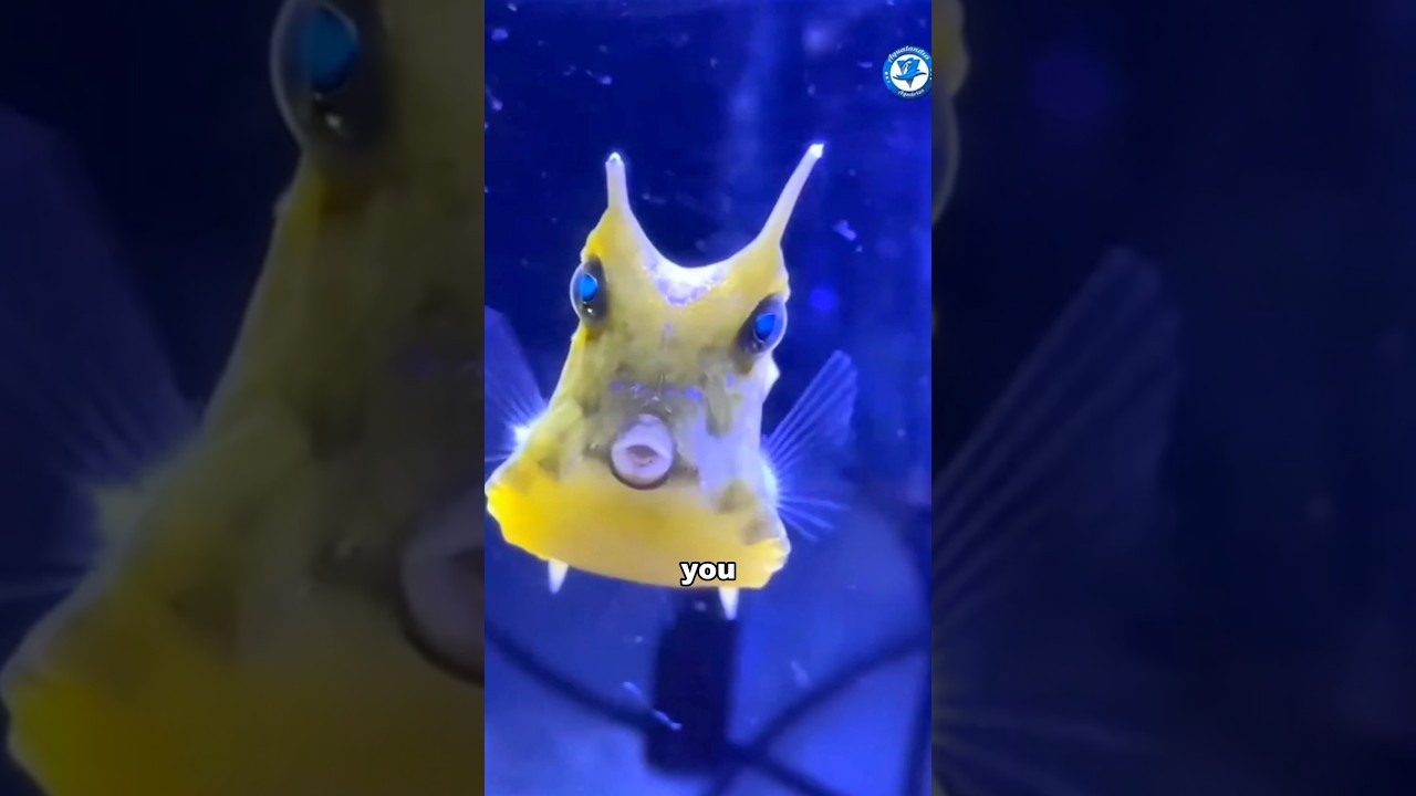 A longhorn cowfish with maxed-out combat power #foryou #funny #animals #cute #shorts