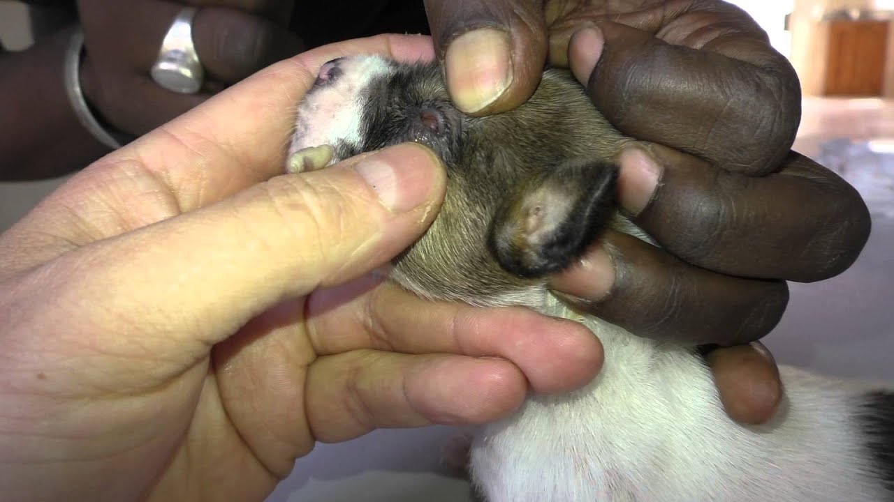 A Mangoworm in the eyelid of a 2-3 week old puppy.