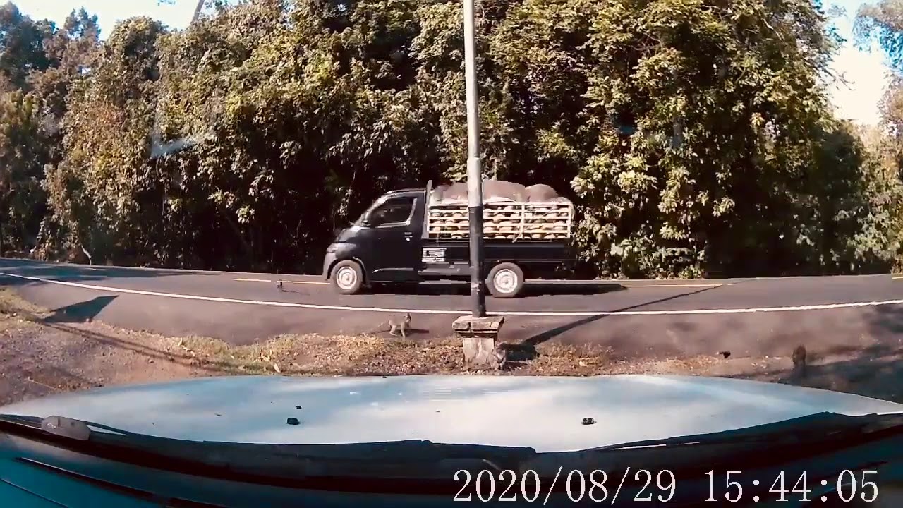 A monkey killed hit by car