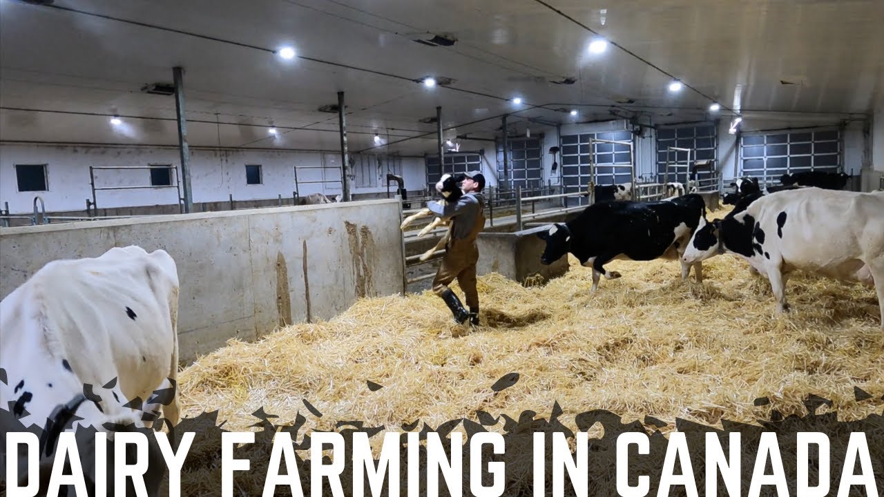 A Morning On The Dairy Farm!
