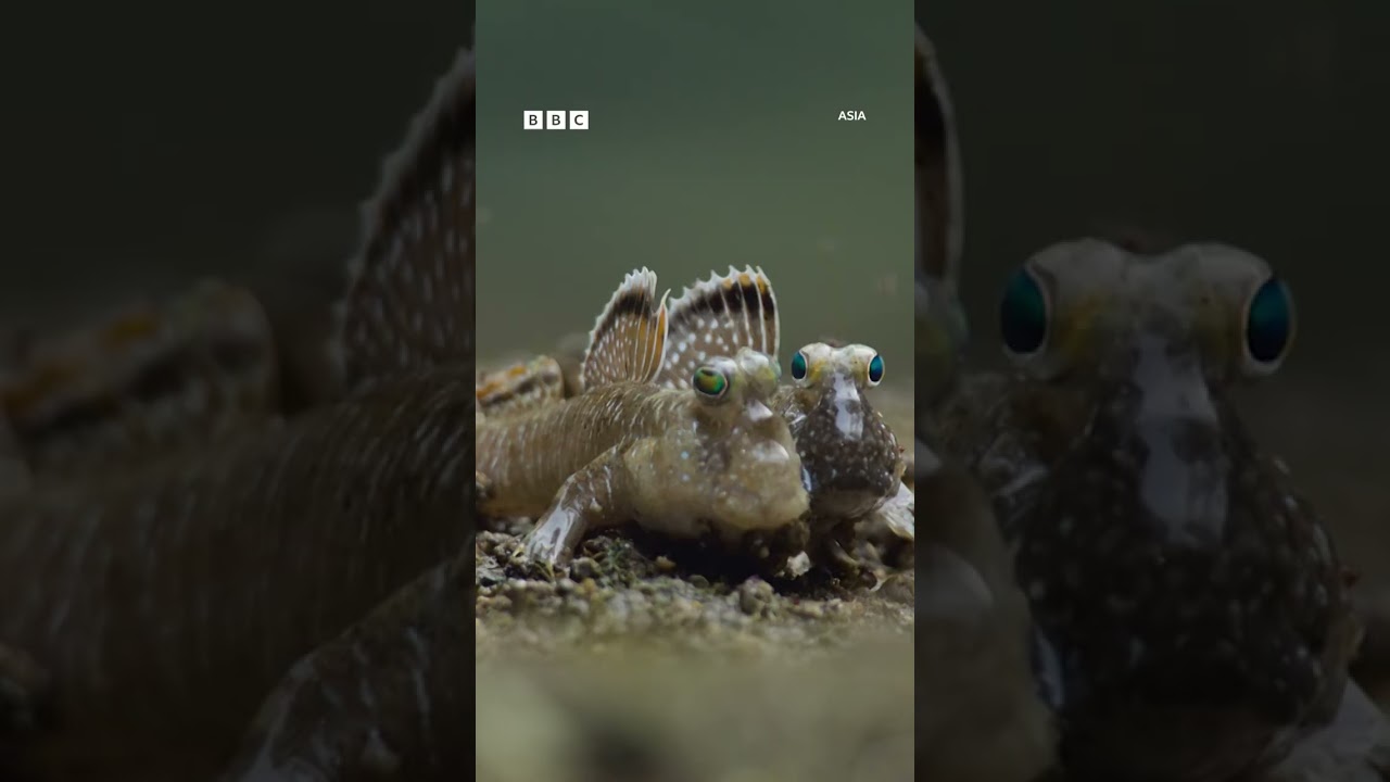 A mudskipper love story 😍
