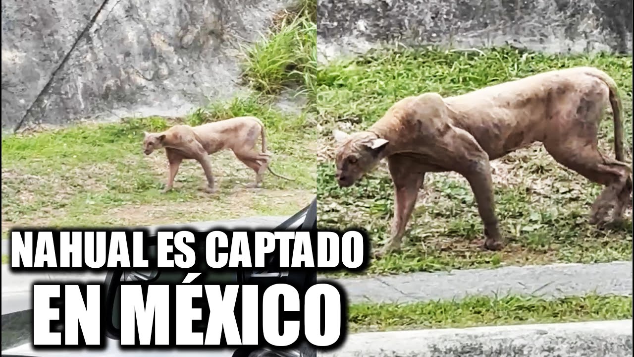 A NAHUAL appeared in MEXICO?
